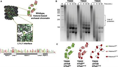 Extended Archaeal Histone-Based Chromatin Structure Regulates Global Gene Expression in Thermococcus kodakarensis